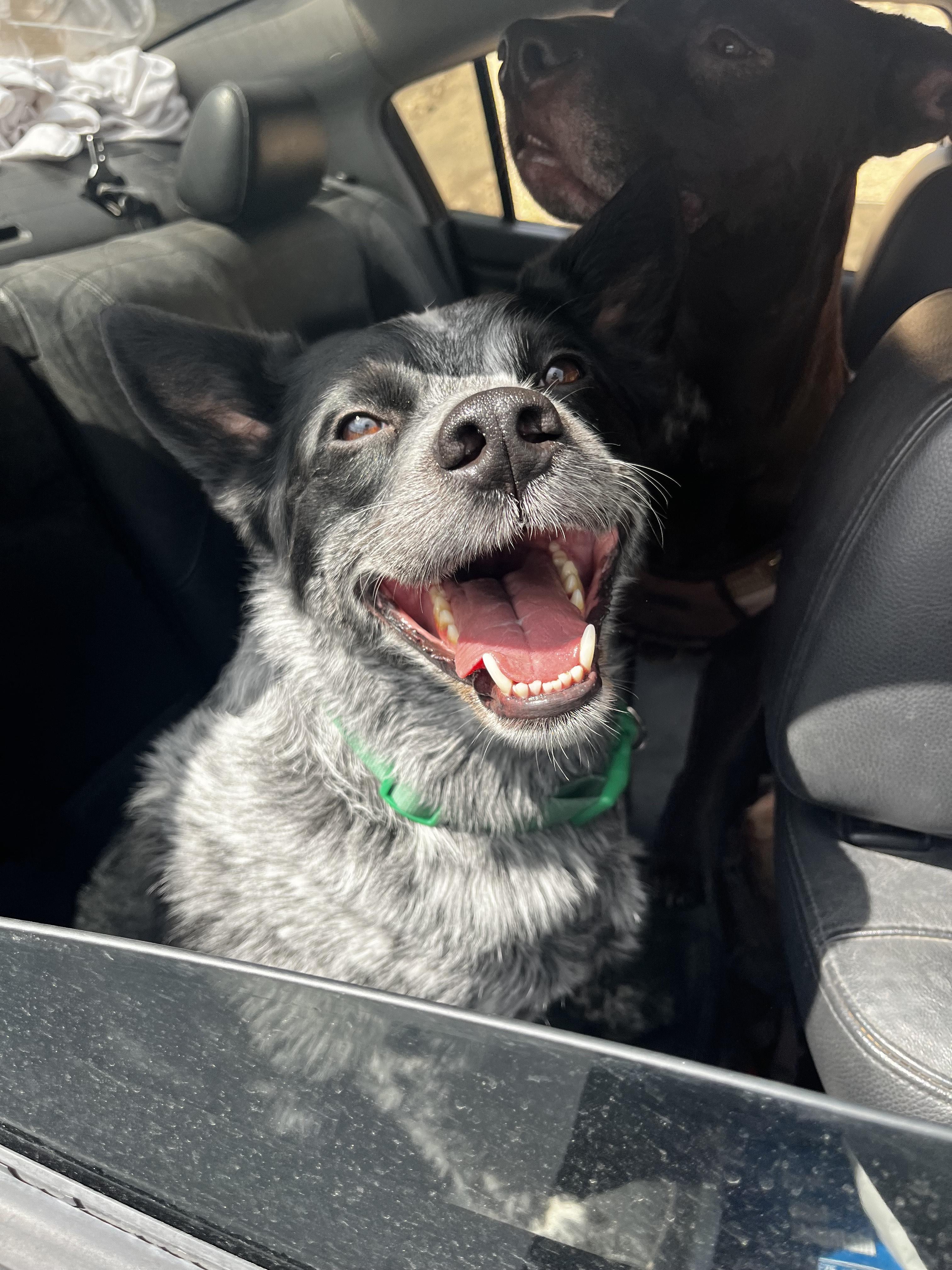 Courtesy Post (Please call the owner directly) ALPHA, a Adoptable Australian Cattle Dog / Blue Heeler in Montrose, CO image 4/5