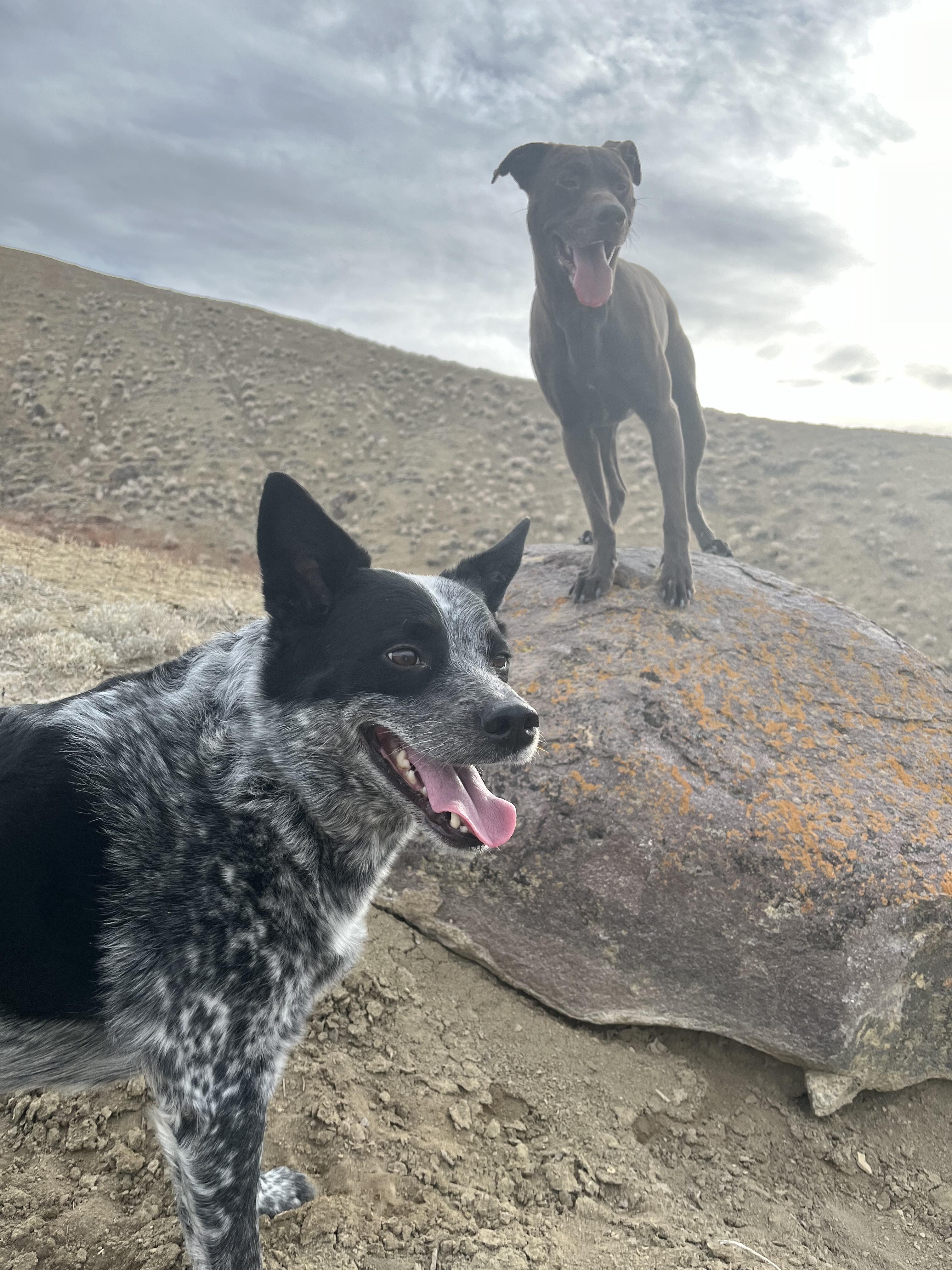 Courtesy Post (Please call the owner directly) ALPHA, a Adoptable Australian Cattle Dog / Blue Heeler in Montrose, CO image 5/5