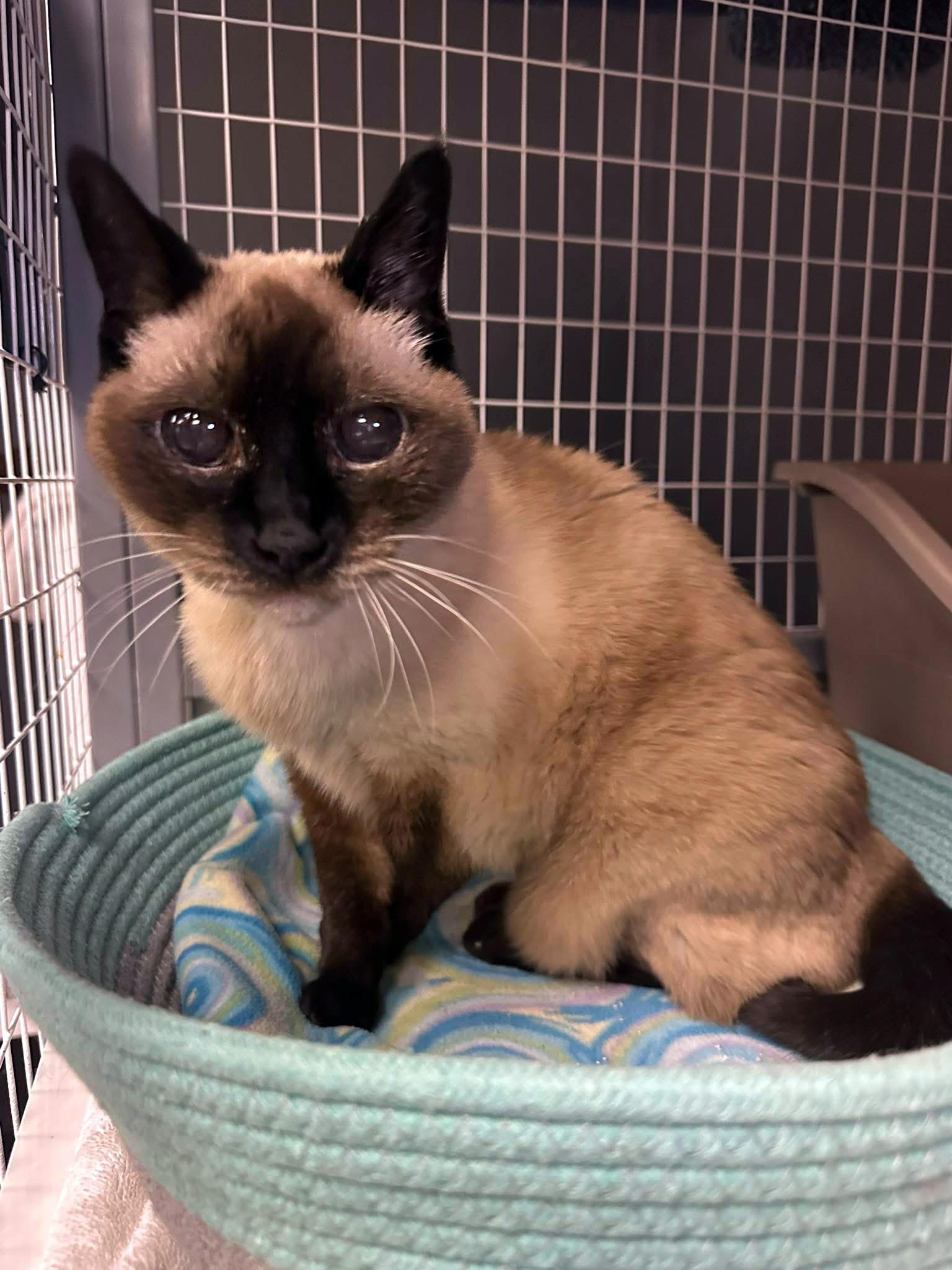 Enlarge Belle, an adopted Siamese in Crystal Lake, IL image 3/5