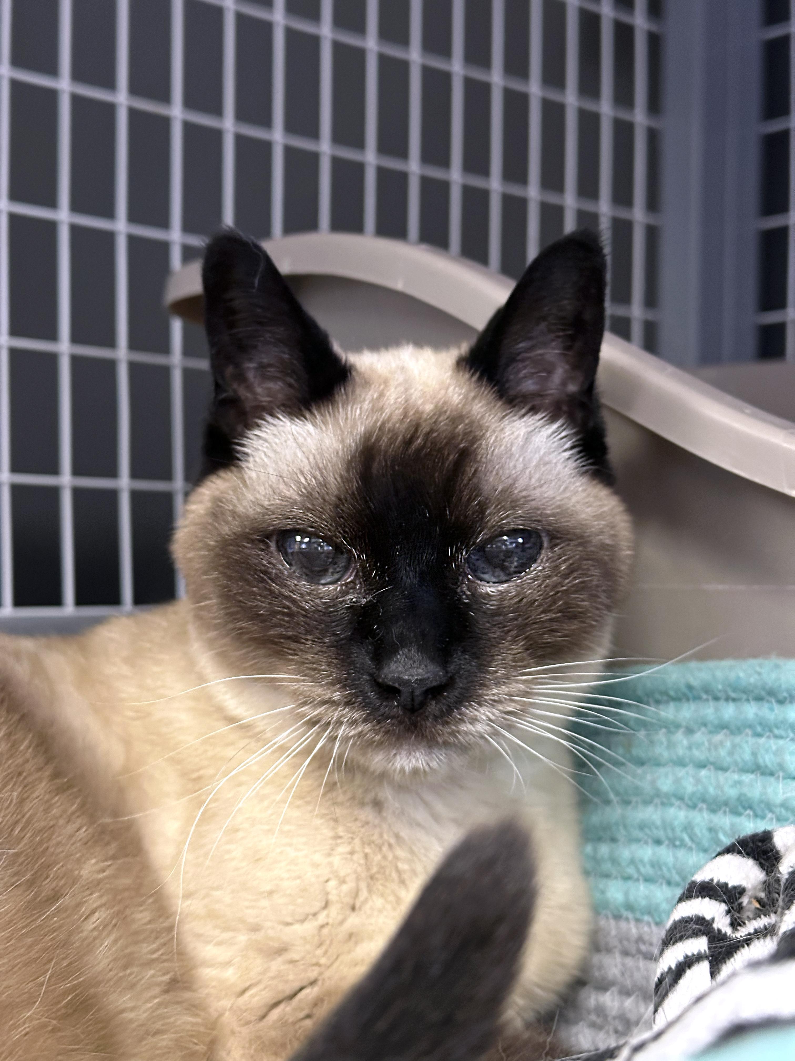 Enlarge Belle, an adopted Siamese in Crystal Lake, IL image 4/5