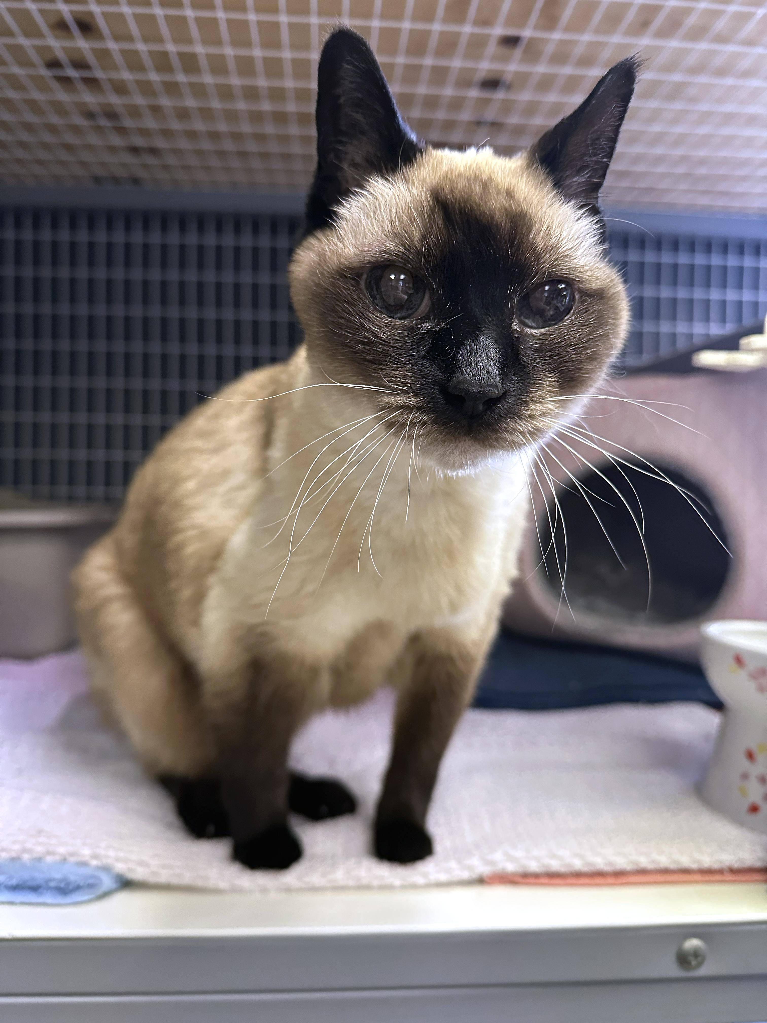 Enlarge Belle, an adopted Siamese in Crystal Lake, IL image 2/5