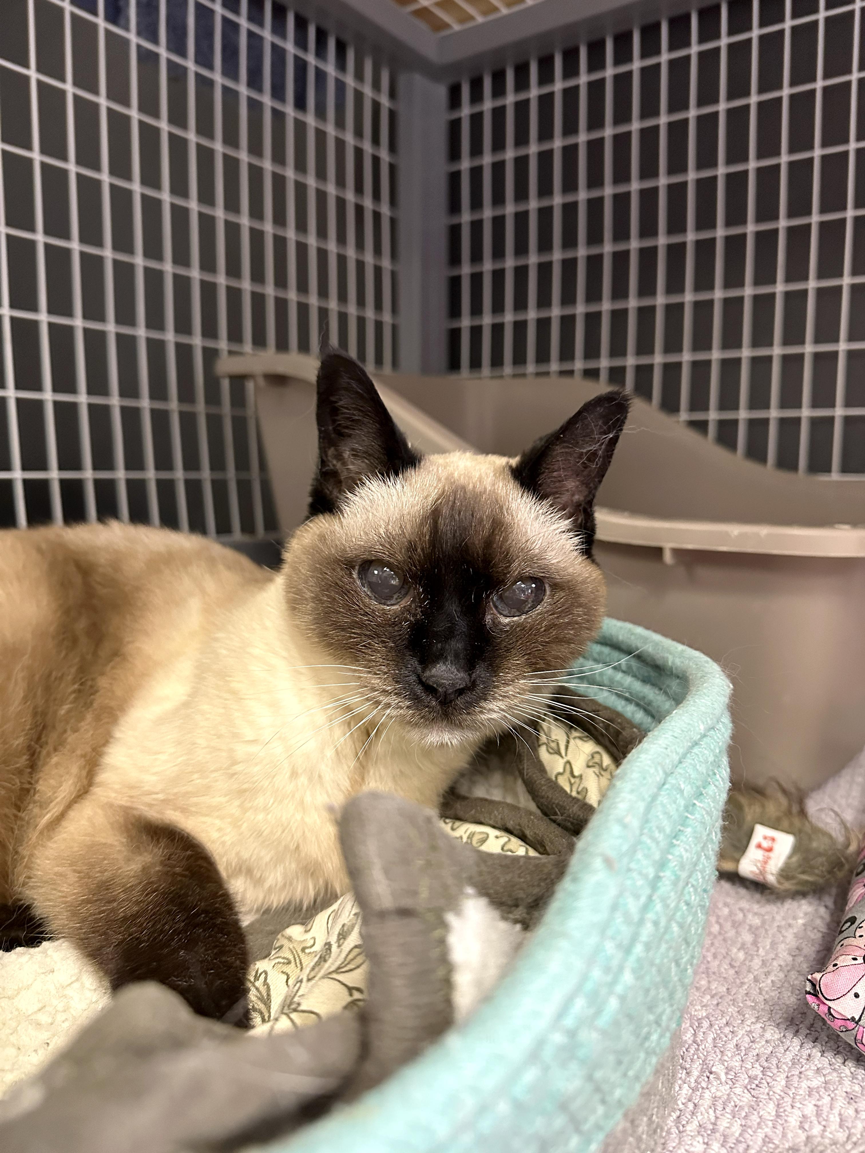 Enlarge Belle, an adopted Siamese in Crystal Lake, IL image 5/5
