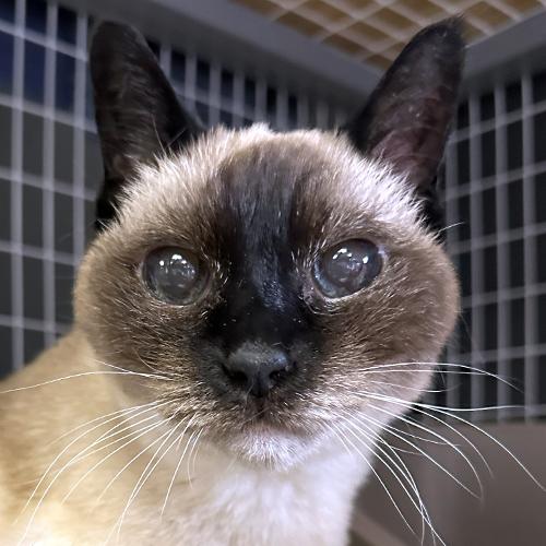 Enlarge Belle, an adopted Siamese in Crystal Lake, IL image 1/5