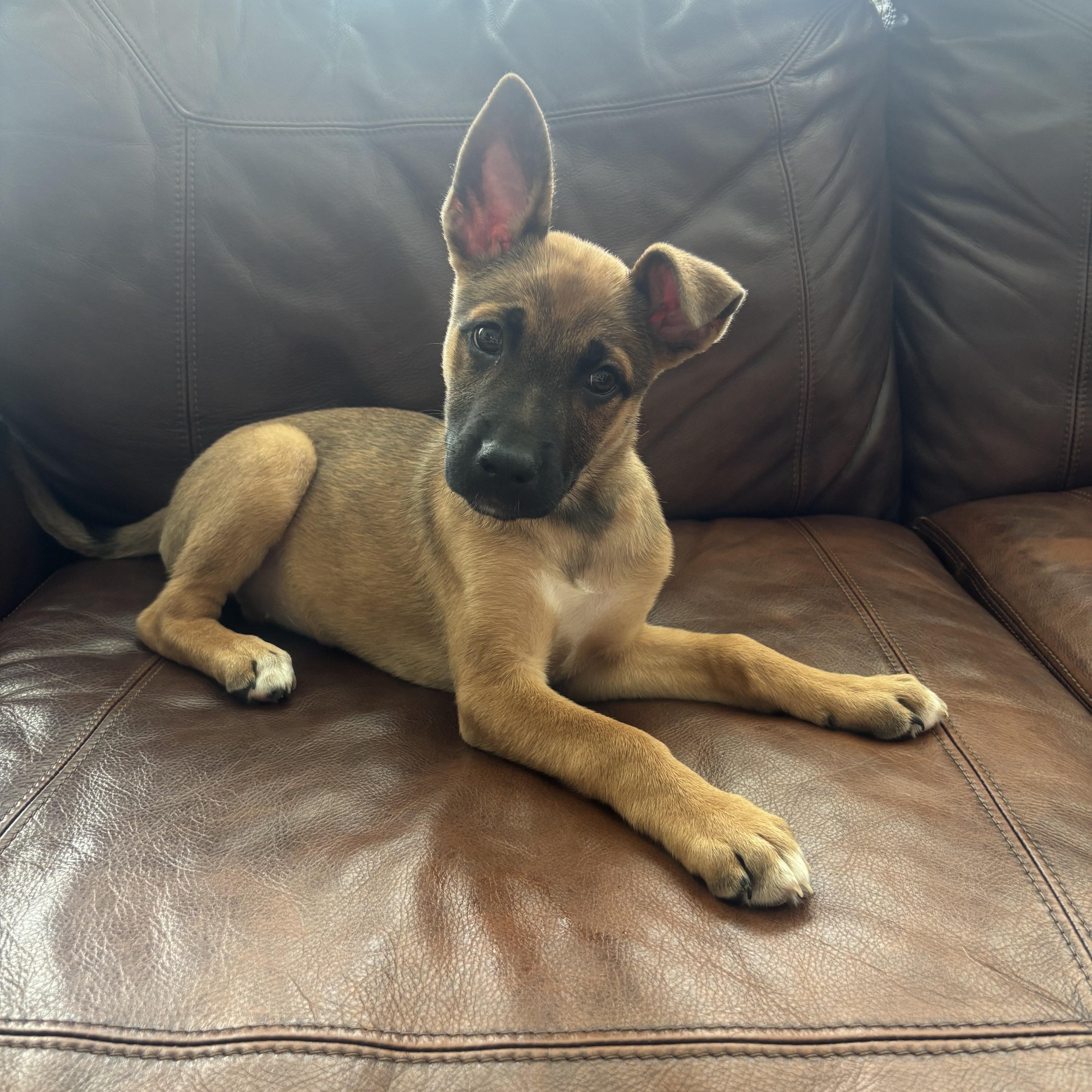 Ember, an adopted mixed breed in Kannapolis, NC image 1/5