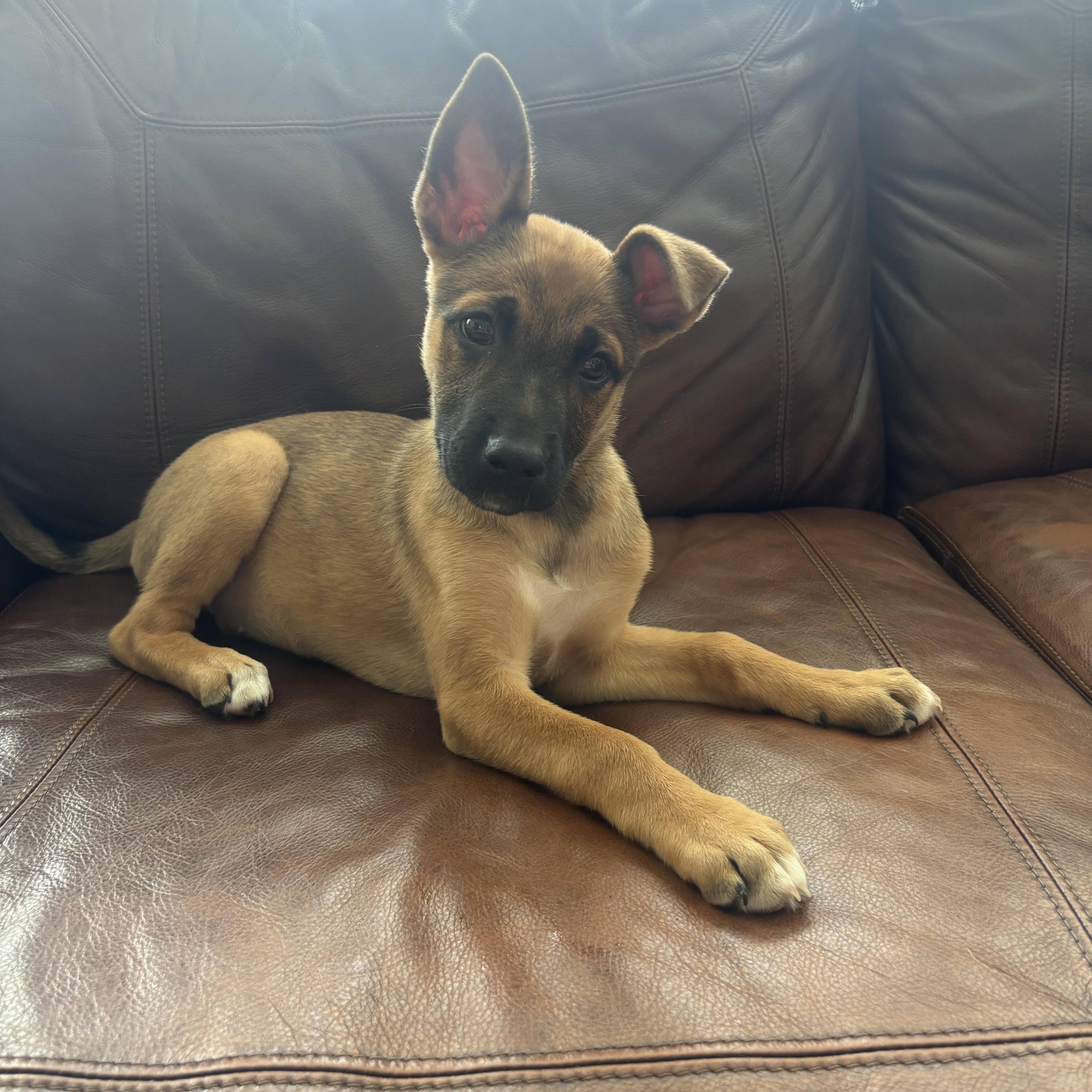Ember, an adopted mixed breed in Kannapolis, NC image 3/5