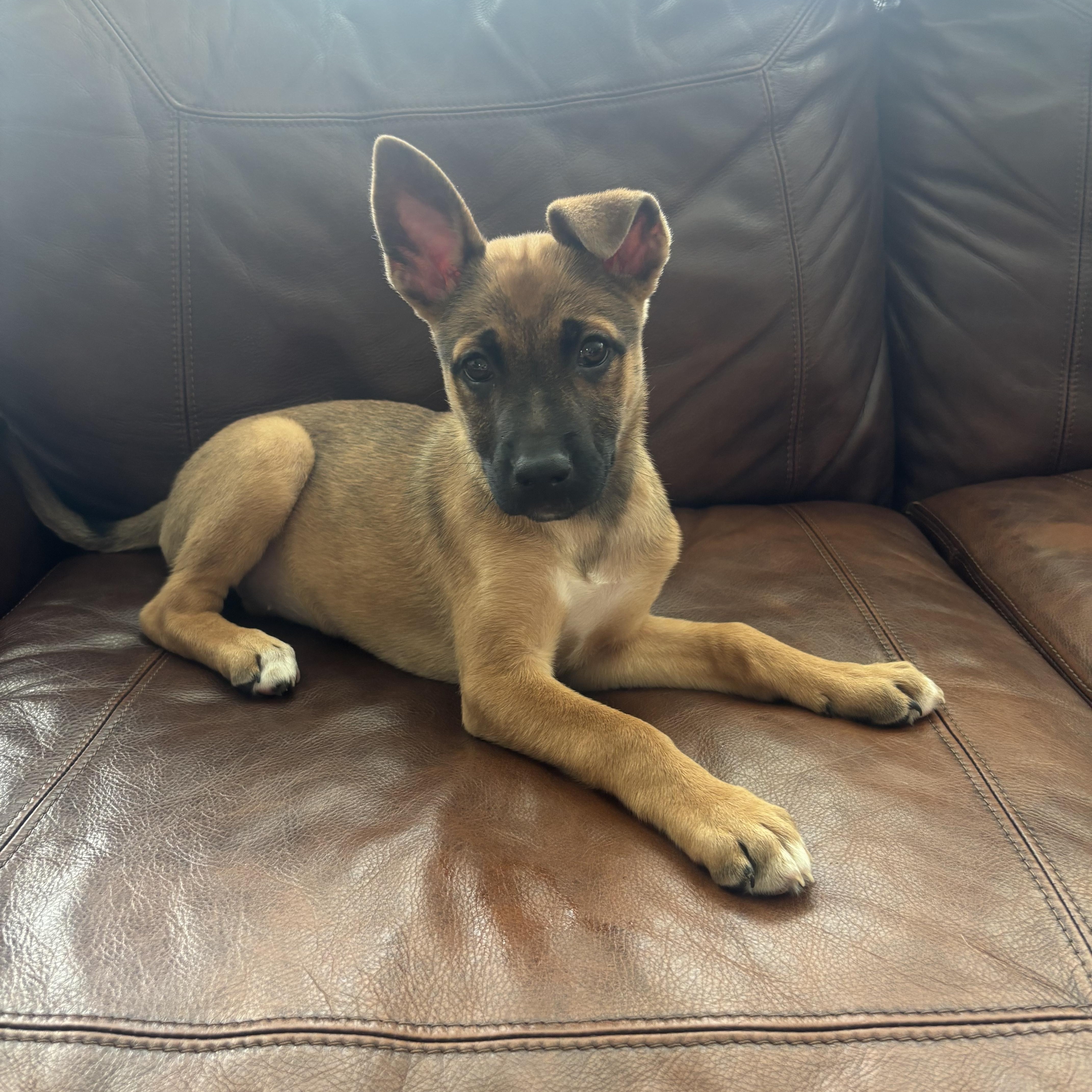 Ember, an adopted mixed breed in Kannapolis, NC image 5/5