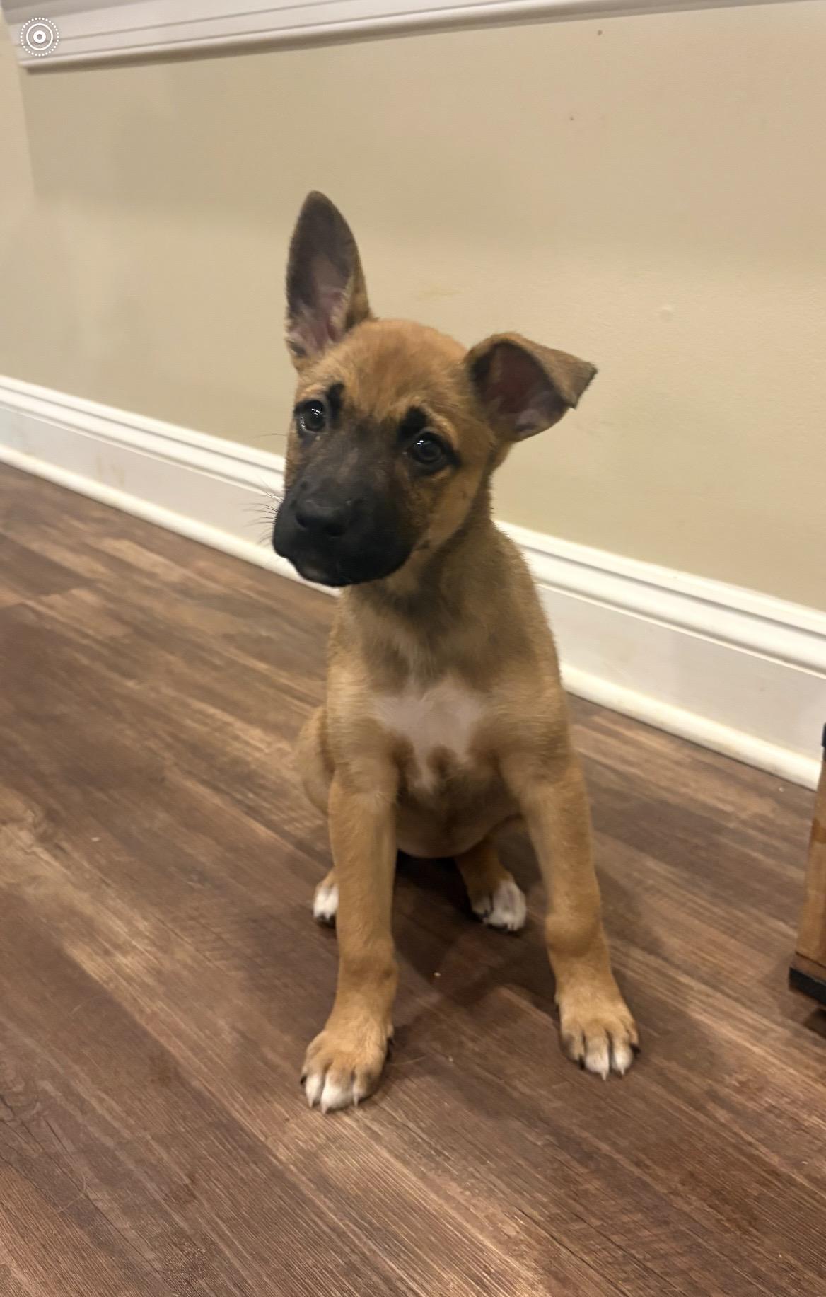 Ember, an adopted mixed breed in Kannapolis, NC image 2/5