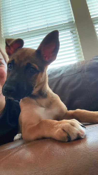 Enlarge Ember, an adopted mixed breed in Kannapolis, NC video 4/5
