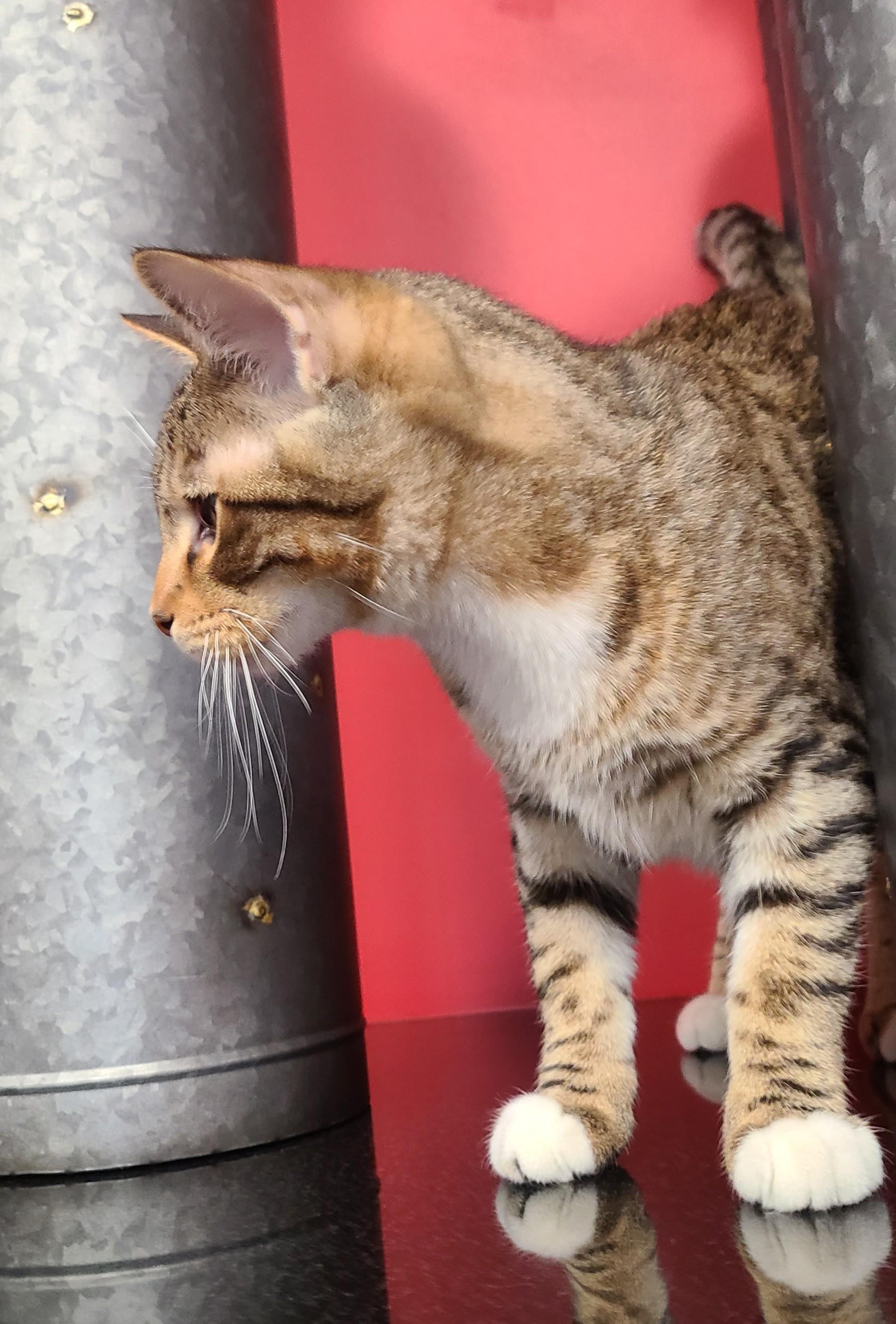 Tinsel, Adoptable, Young Male Domestic Short Hair.
