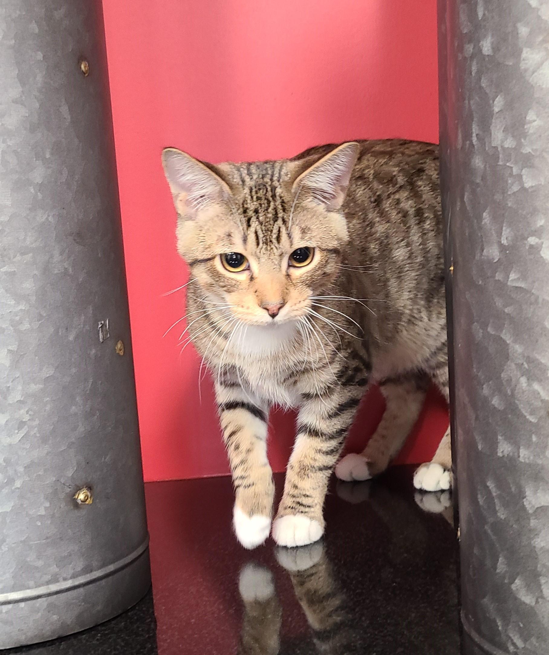 Enlarge Tinsel, a Adoptable Domestic Short Hair in Topeka, KS image 2/2