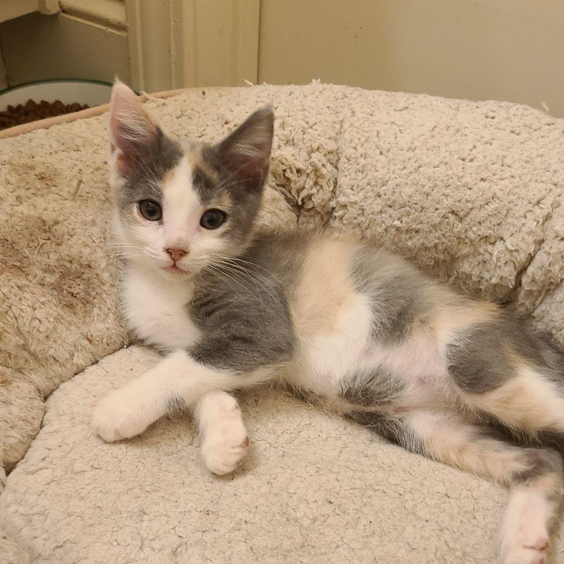 Yum-Yum - Winterville, GA, adopted, Kitten Female Domestic Short Hair & Dilute Calico.