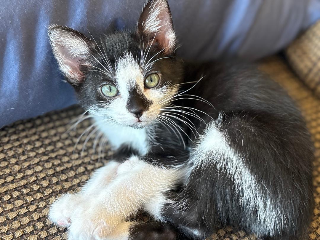 Zoe, Baby Female Domestic Short Hair