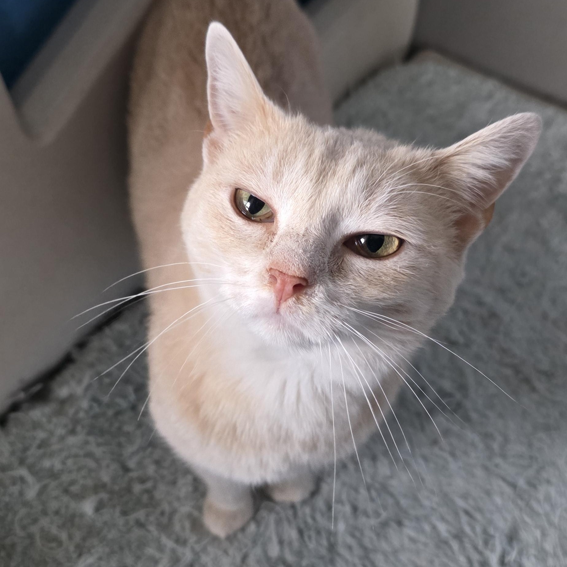 Enlarge Sandra, a Adoptable Domestic Short Hair in Polson, MT image 1/3