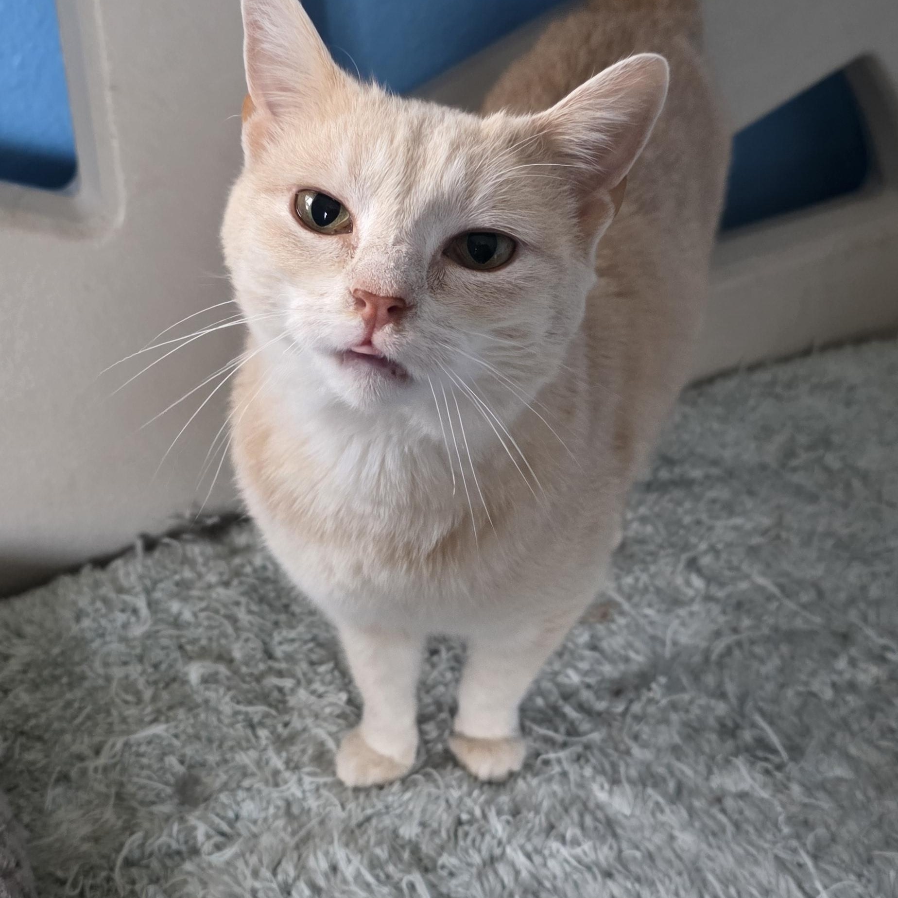 Enlarge Sandra, a Adoptable Domestic Short Hair in Polson, MT image 2/3