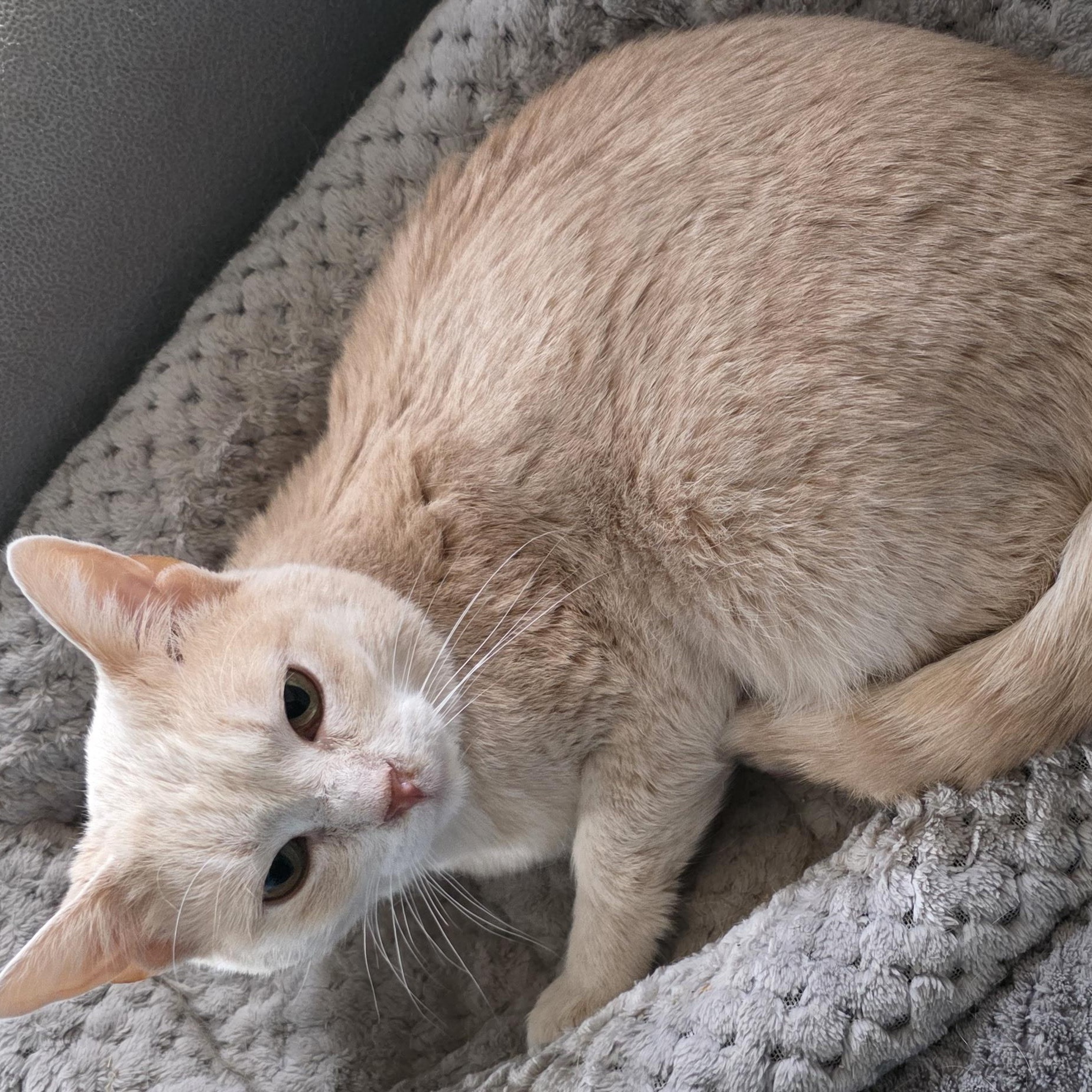 Enlarge Sandra, a Adoptable Domestic Short Hair in Polson, MT image 3/3