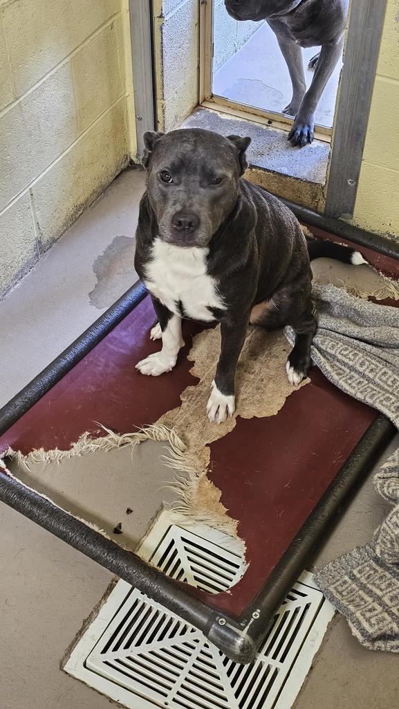 BOSS, Adoptable, Young Male American Bulldog.