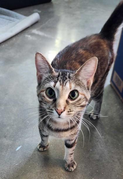 Enlarge ANORA, a Adoptable mixed breed in Fernandina Beach, FL image 2/5