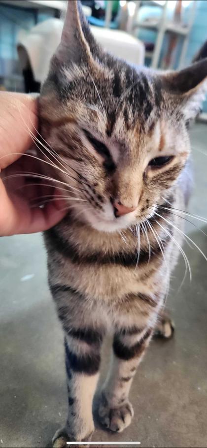 Enlarge ANORA, a Adoptable mixed breed in Fernandina Beach, FL image 3/5