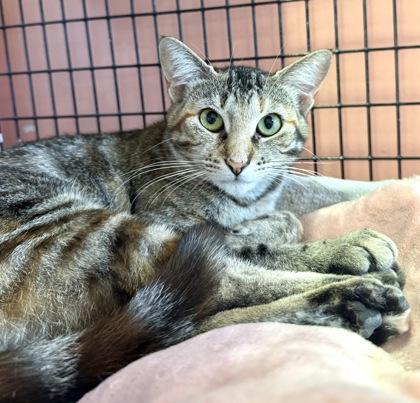 Enlarge ANORA, a Adoptable mixed breed in Fernandina Beach, FL image 4/5