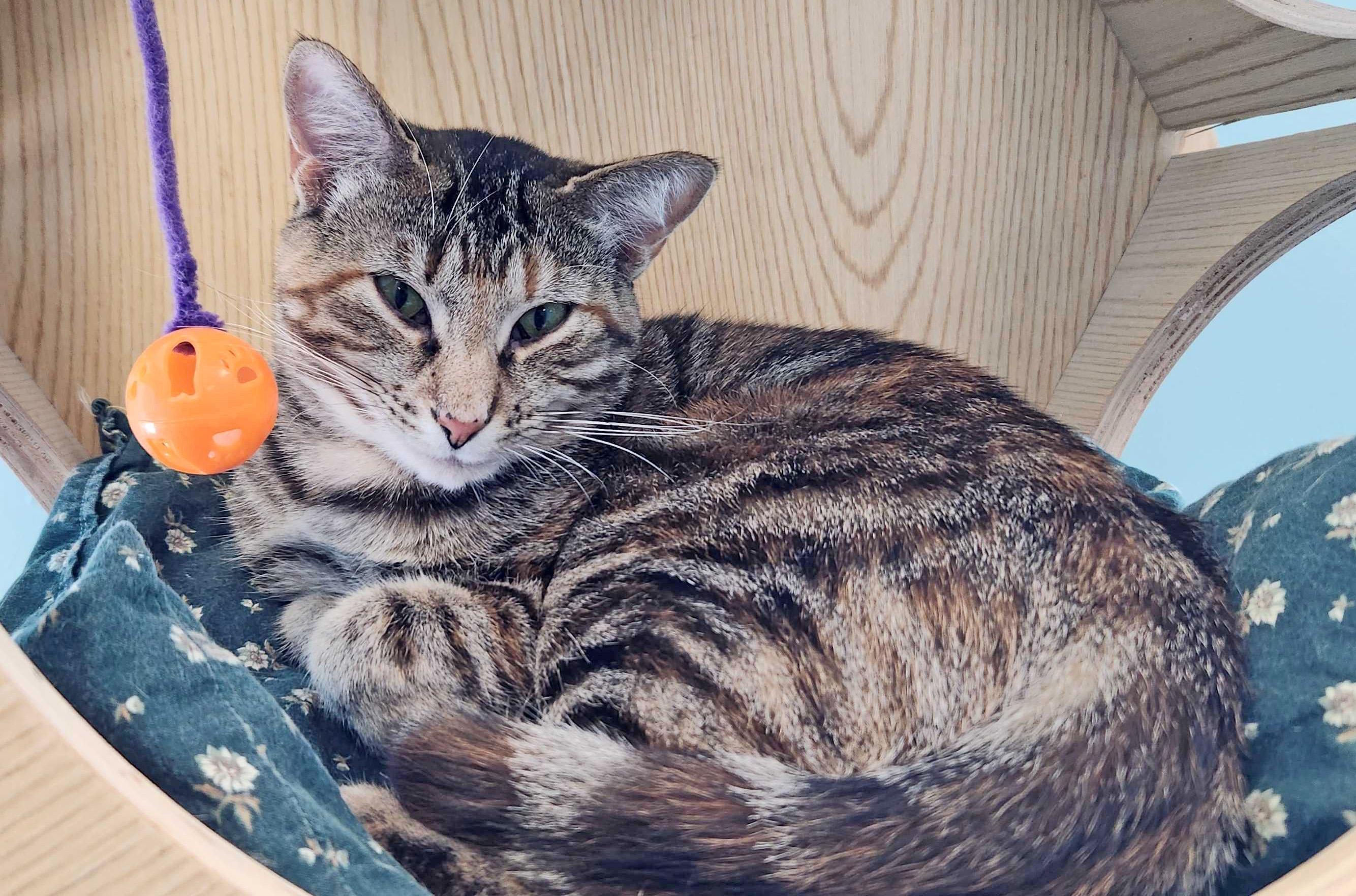 ANORA, Adoptable, Young Female Domestic Short Hair.