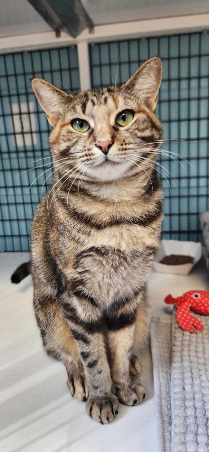 Enlarge ANORA, a Adoptable mixed breed in Fernandina Beach, FL image 5/5