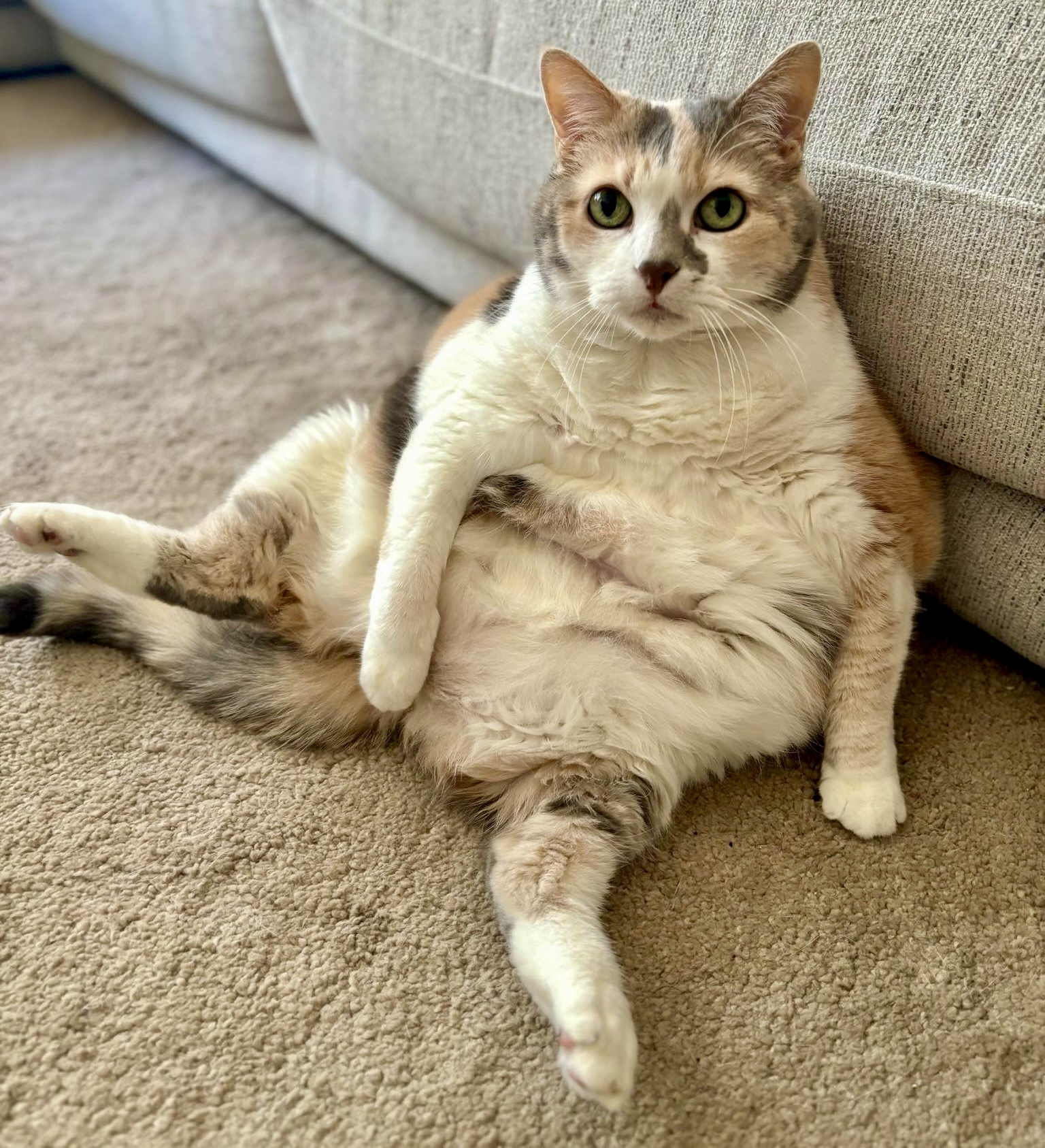 Enlarge Barbara Jean, a Adoptable Domestic Medium Hair in Pointe-Claire, QC image 1/5