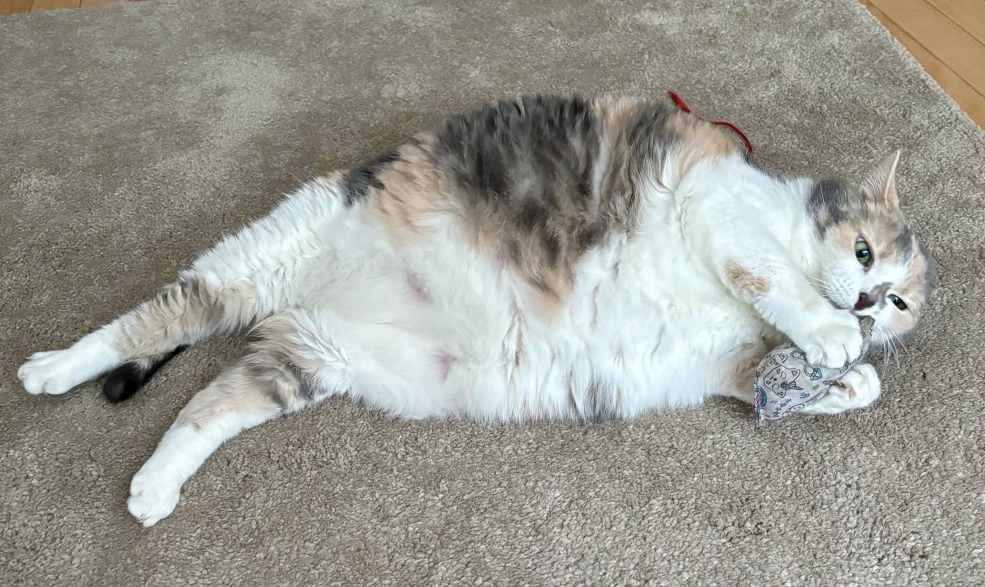 Enlarge Barbara Jean, a Adoptable Domestic Medium Hair in Pointe-Claire, QC image 2/5