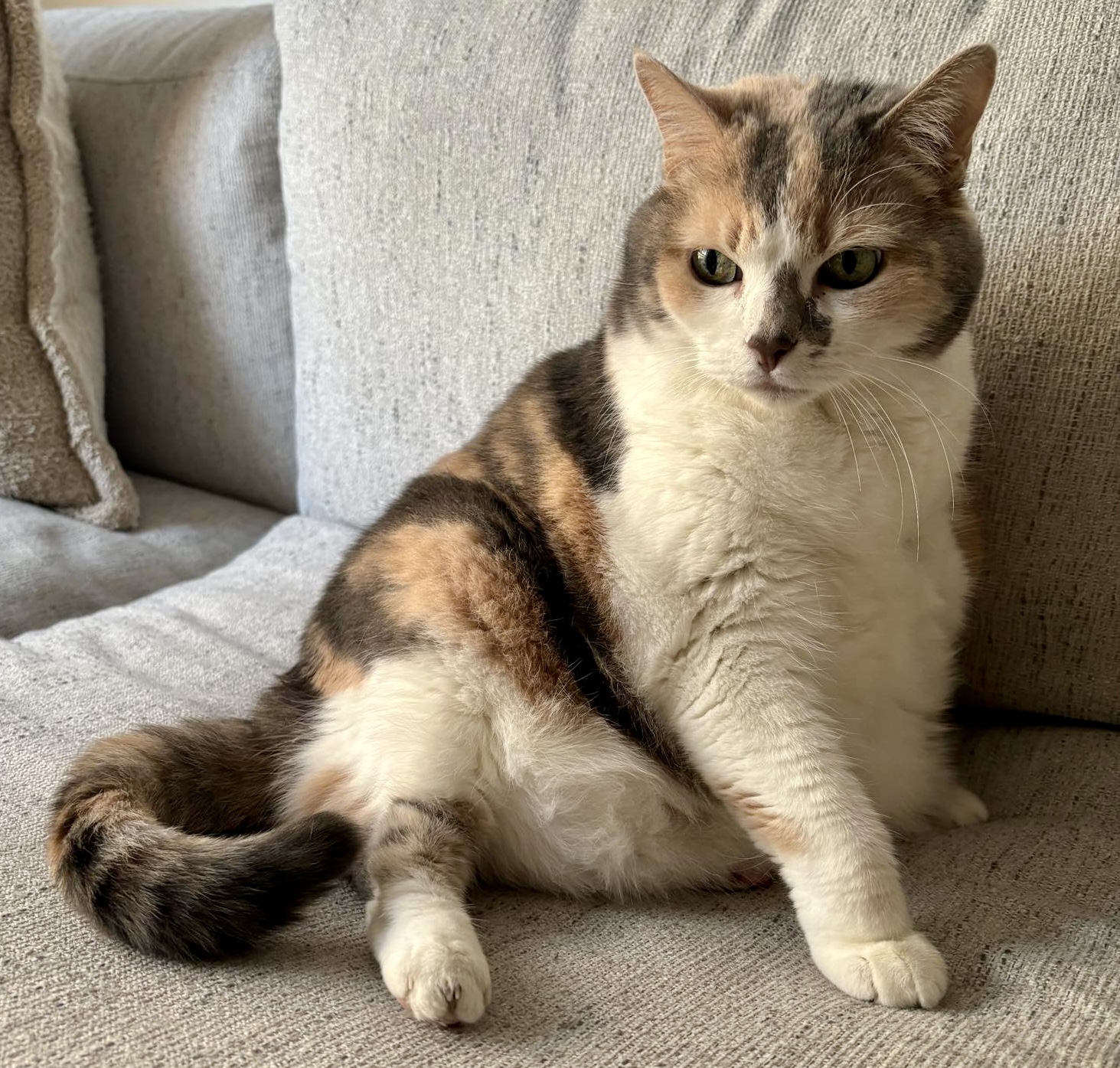 Enlarge Barbara Jean, a Adoptable Domestic Medium Hair in Pointe-Claire, QC image 3/5