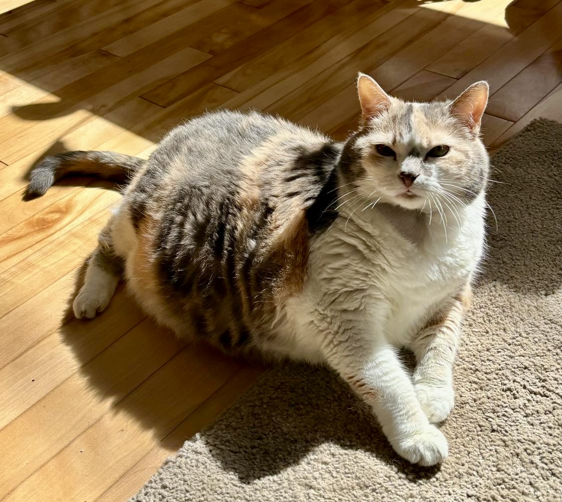Barbara Jean, Adoptable, Senior Female Domestic Medium Hair.