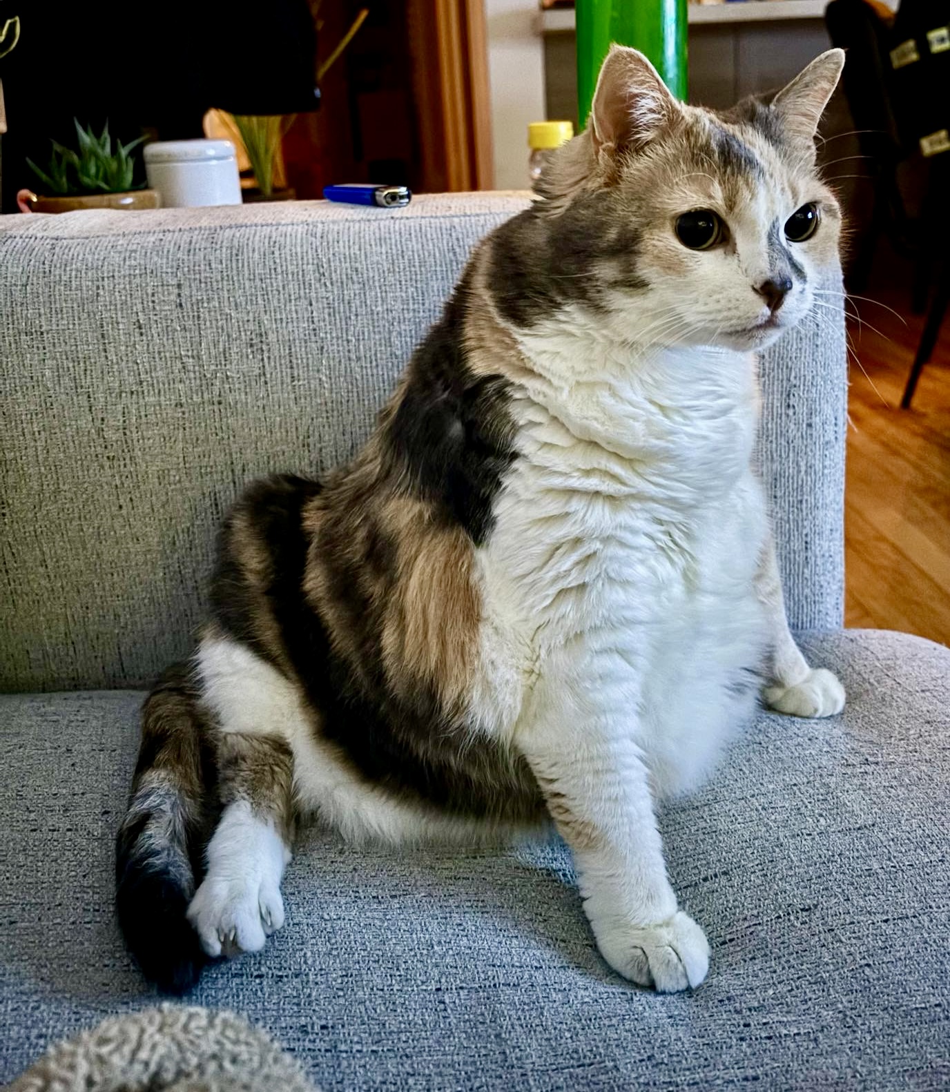 Enlarge Barbara Jean, a Adoptable Domestic Medium Hair in Pointe-Claire, QC image 5/5