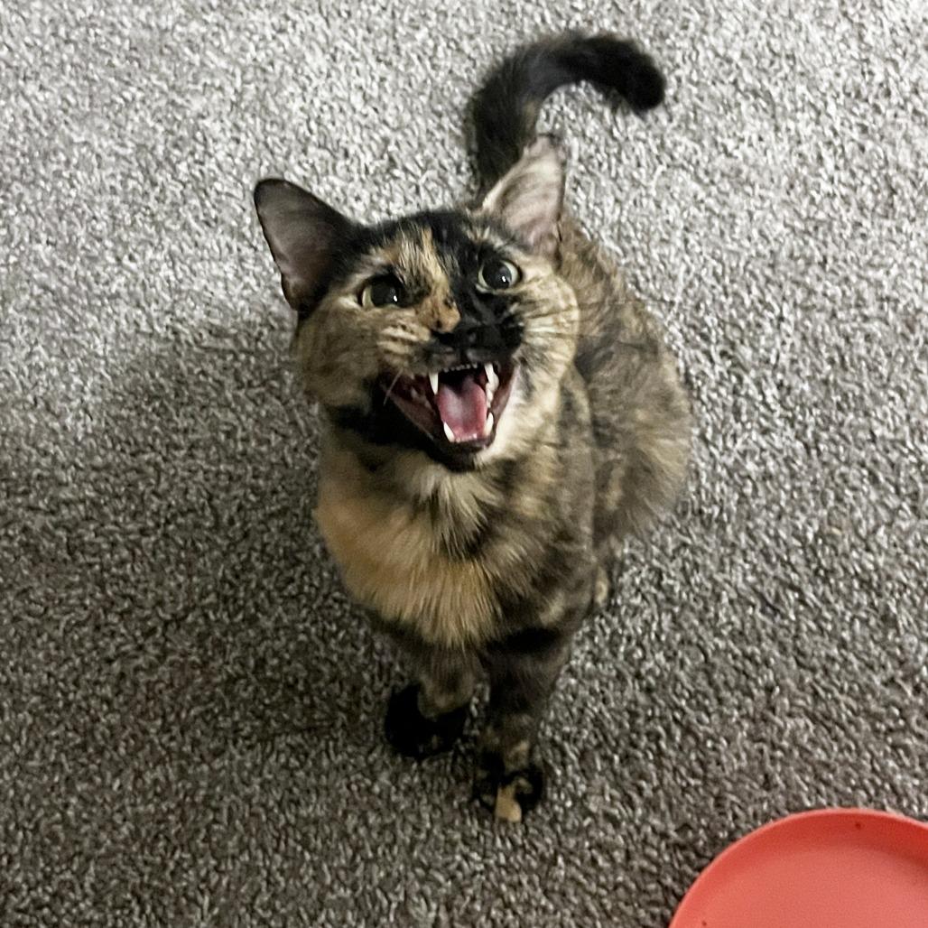 Squeeze, a Adoptable Domestic Short Hair in Austin, TX image 1/6