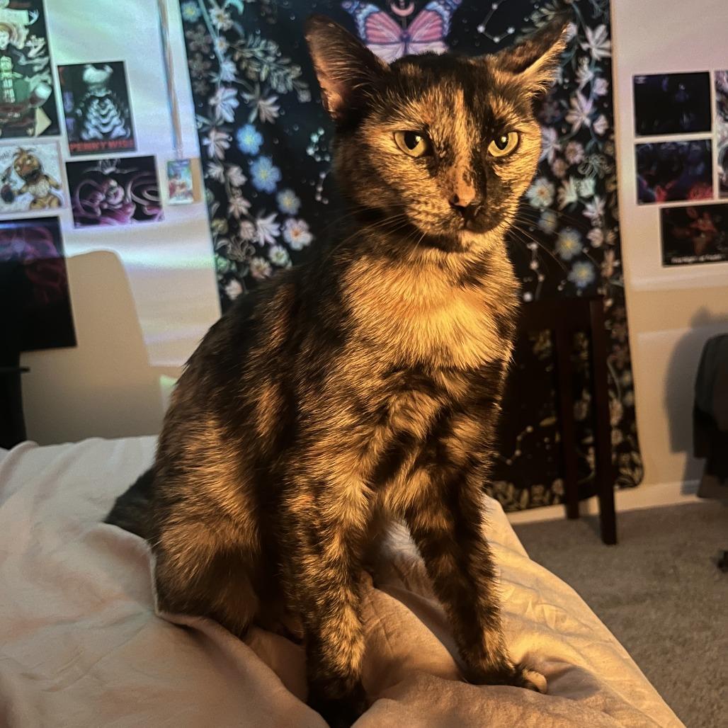 Squeeze, a Adoptable Domestic Short Hair in Austin, TX image 2/6