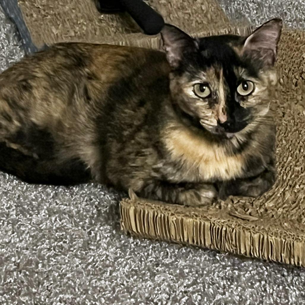 Squeeze, a Adoptable Domestic Short Hair in Austin, TX image 3/6