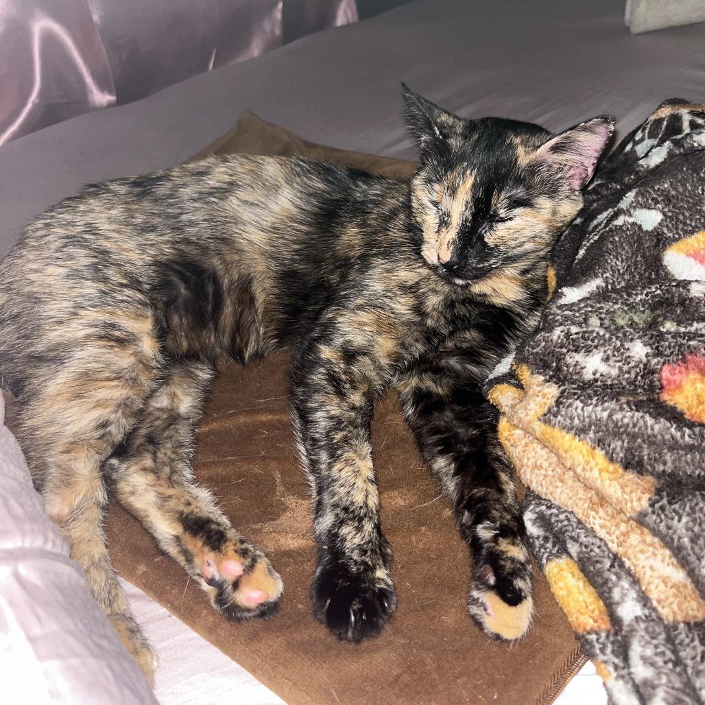 Squeeze, a Adoptable Domestic Short Hair in Austin, TX image 4/6