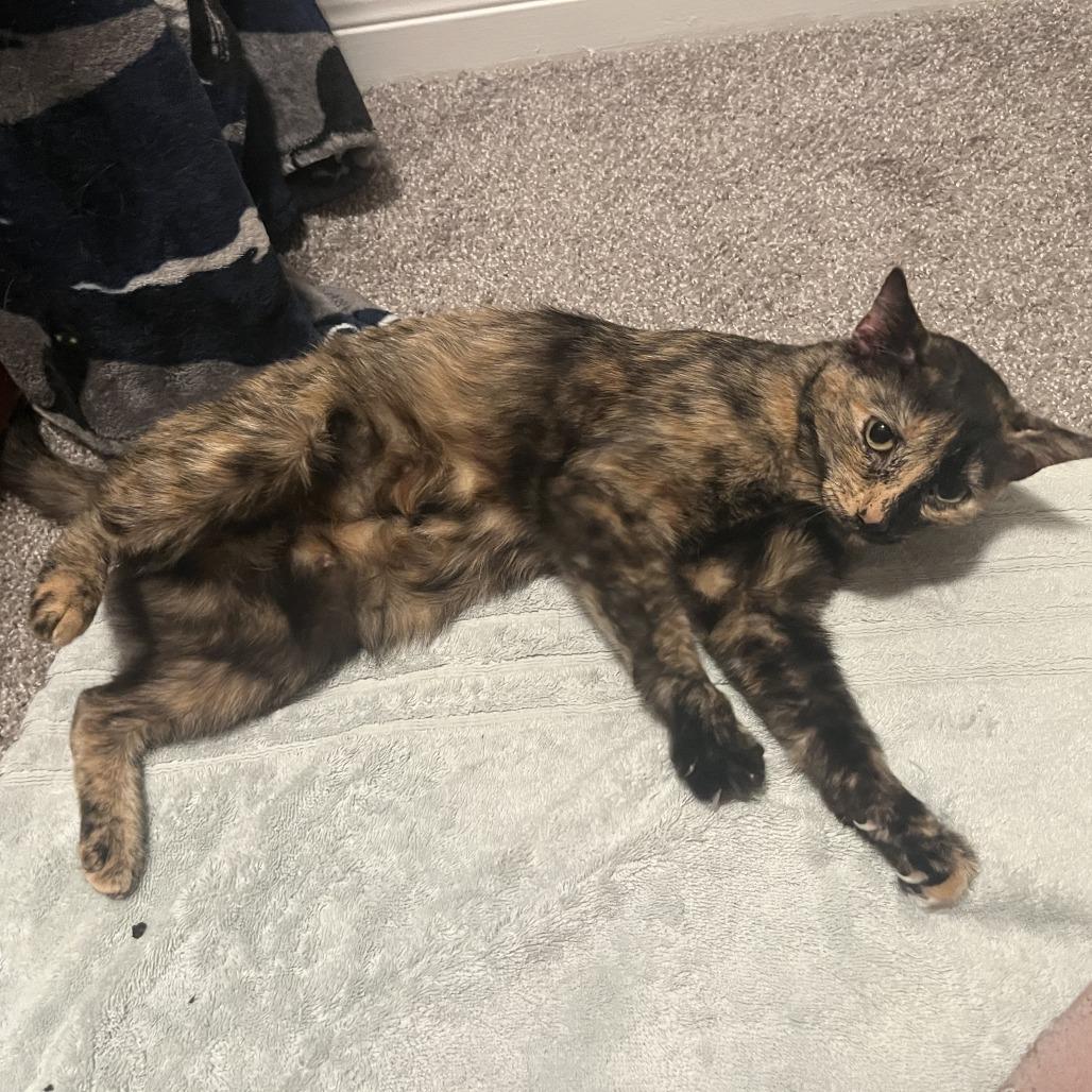 Squeeze, a Adoptable Domestic Short Hair in Austin, TX image 5/6