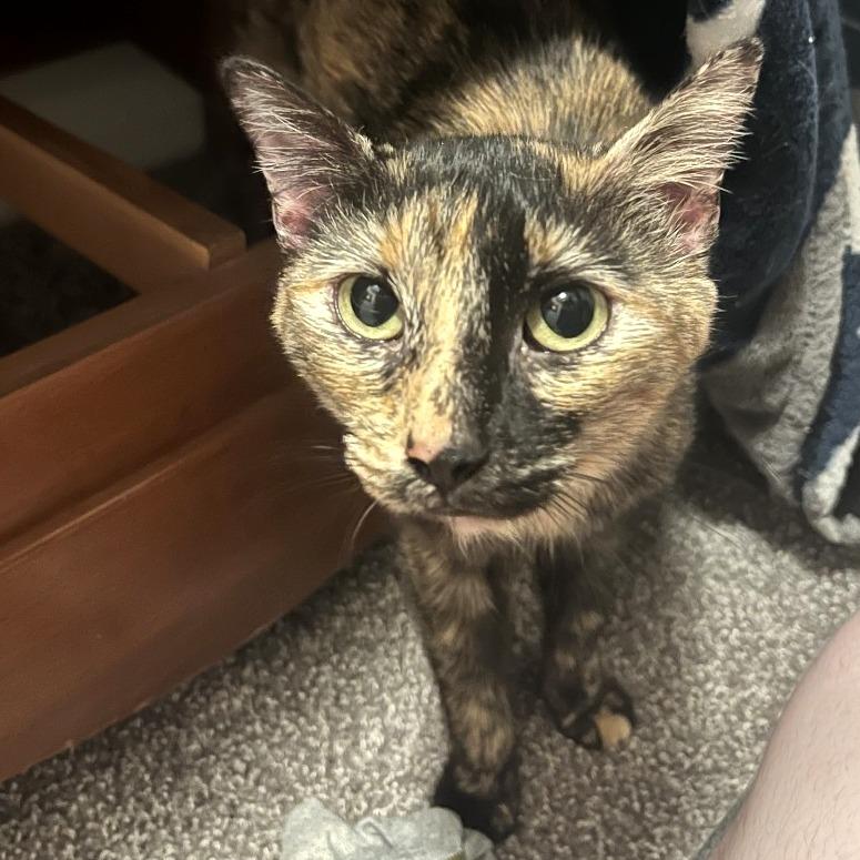 Squeeze, a Adoptable Domestic Short Hair in Austin, TX image 6/6