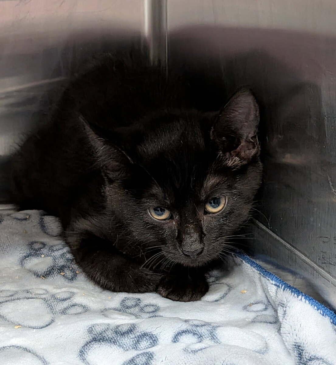 Inky, adopted, Young Female Domestic Short Hair.