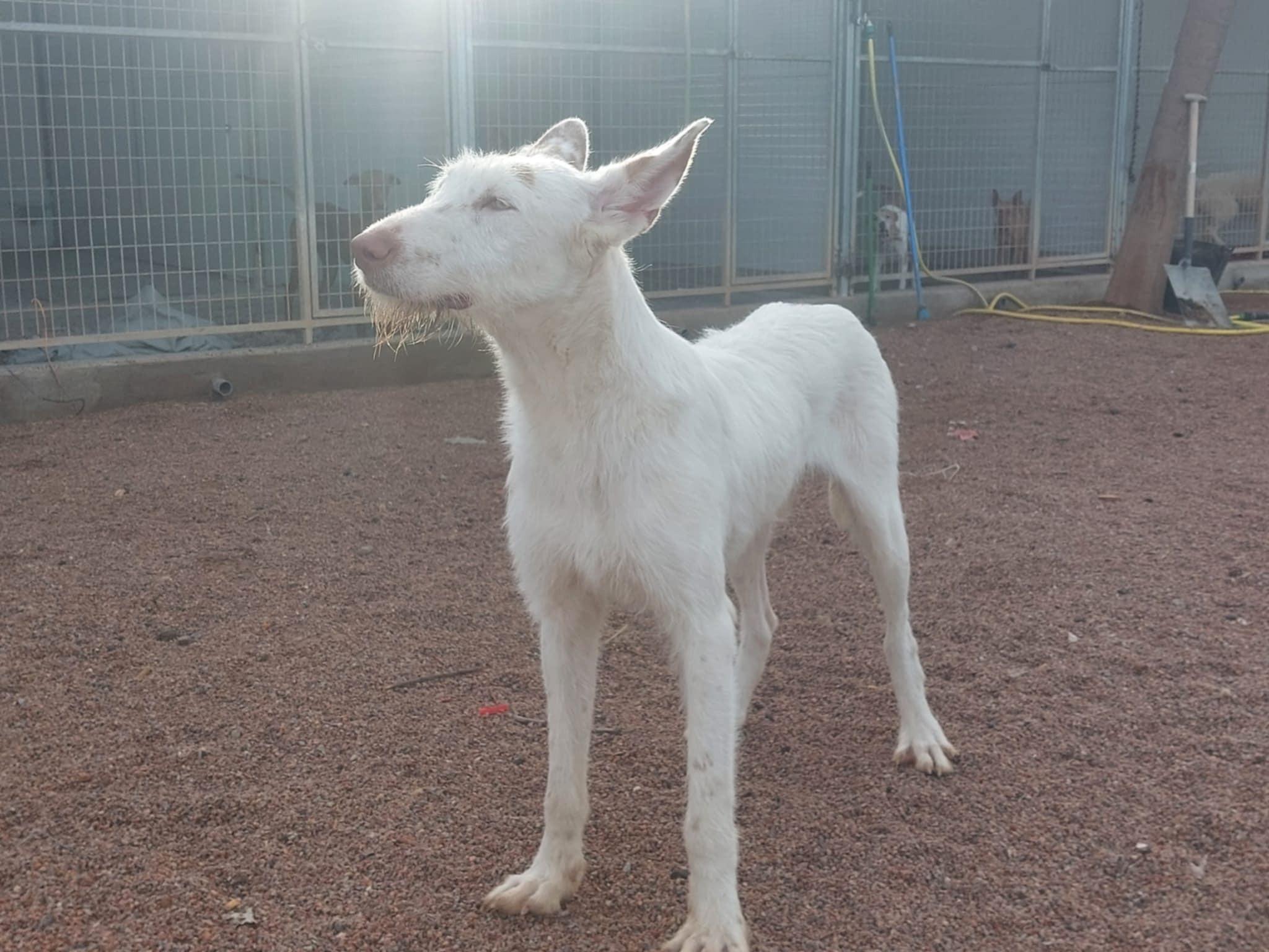 Colmillo, a Adoptable Portuguese Podengo in Garden Prairie, IL image 4/5