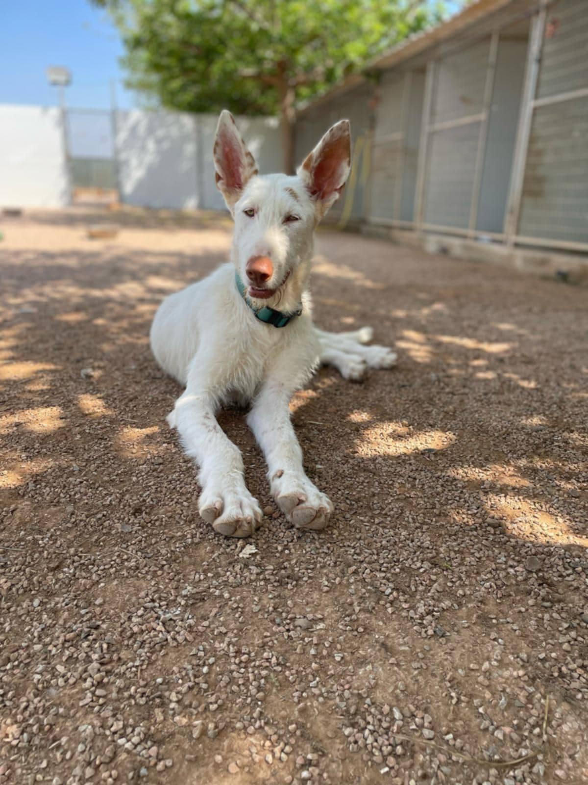 Colmillo, a Adoptable Portuguese Podengo in Garden Prairie, IL image 3/5