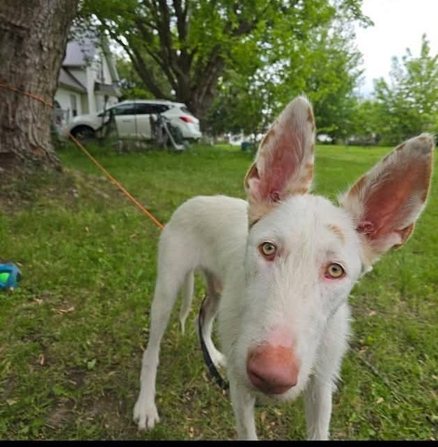 Colmillo, a Adoptable Portuguese Podengo in Garden Prairie, IL image 2/5