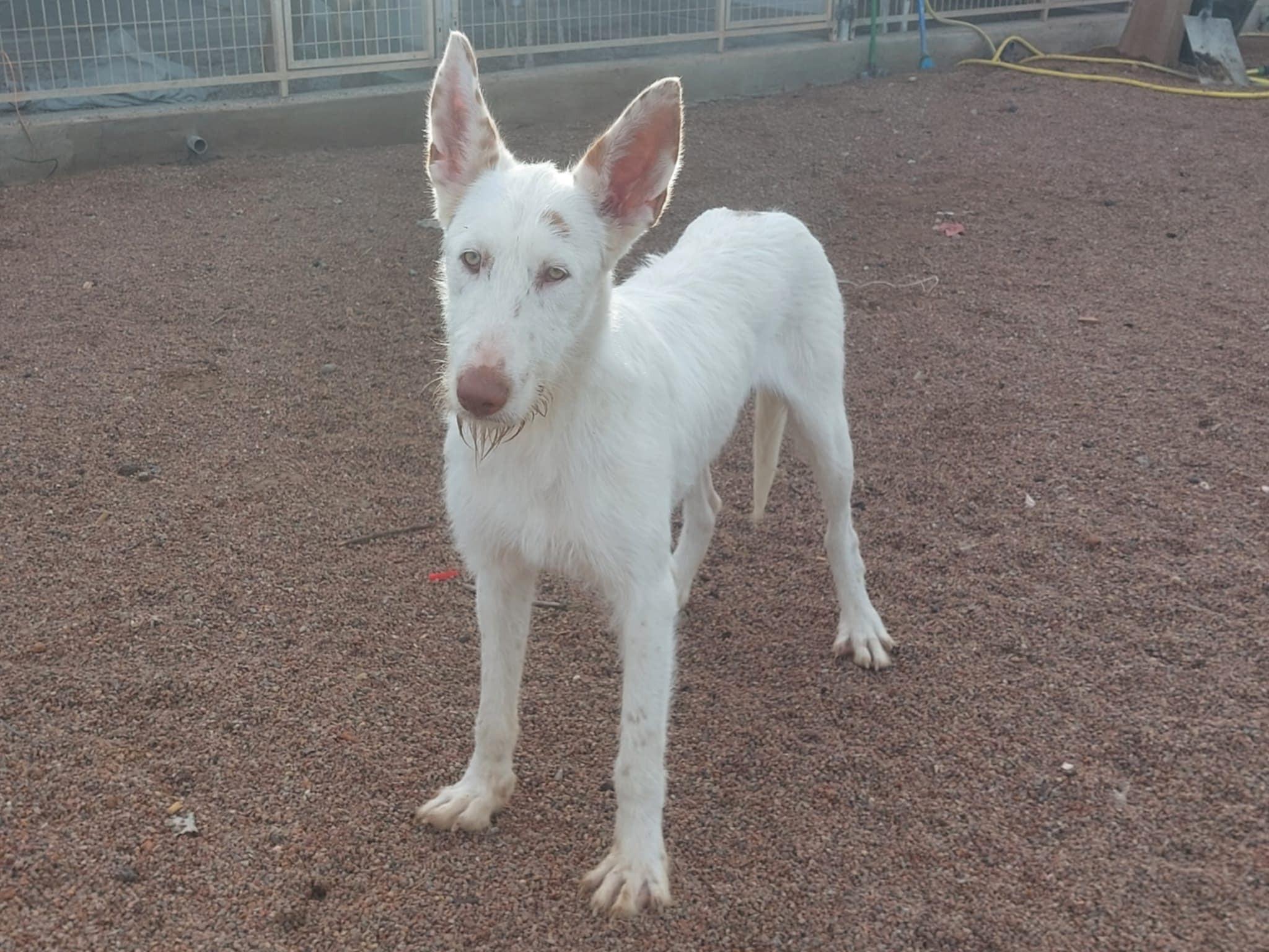 Colmillo, a Adoptable Portuguese Podengo in Garden Prairie, IL image 1/5