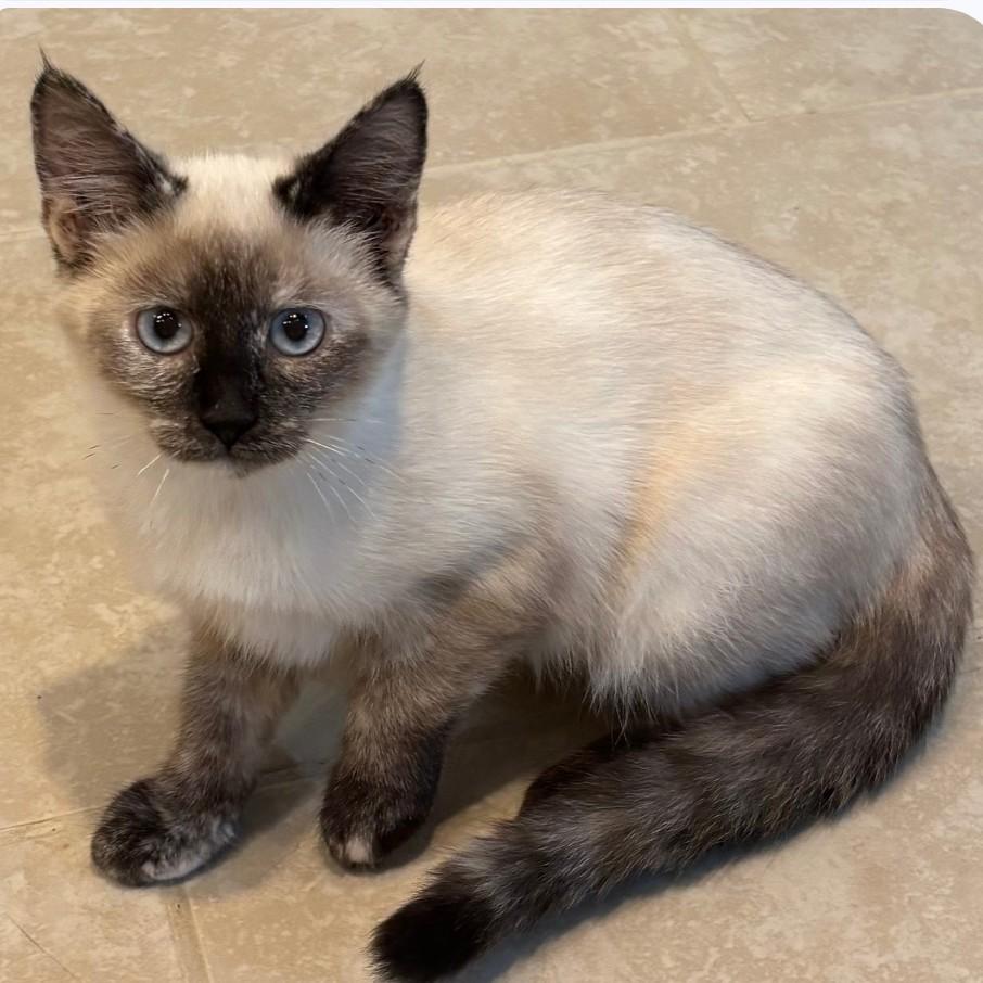 Enlarge Melanie, a Adoptable mixed breed in Buhl, ID image 2/6