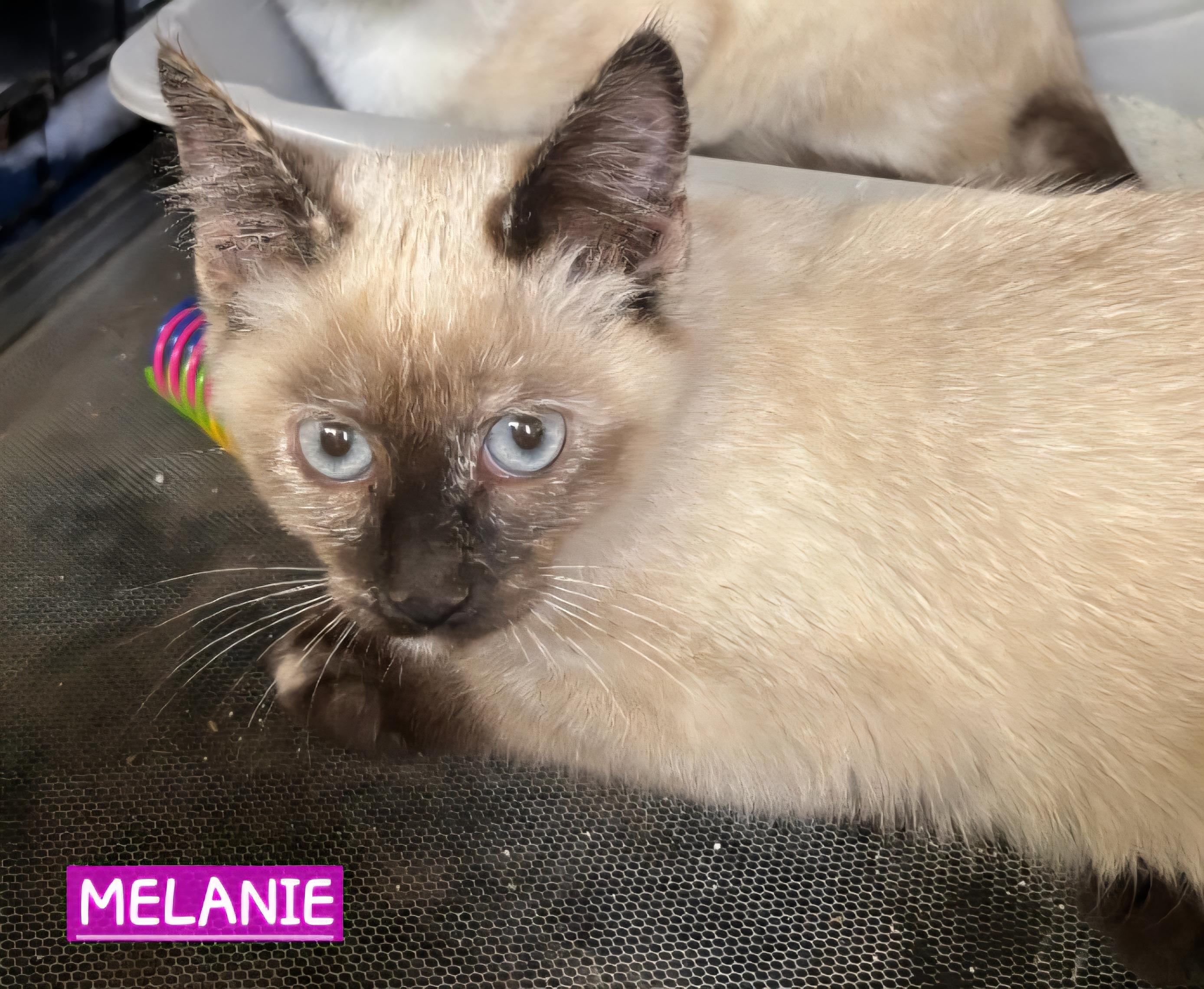 Enlarge Melanie, a Adoptable mixed breed in Buhl, ID image 4/6