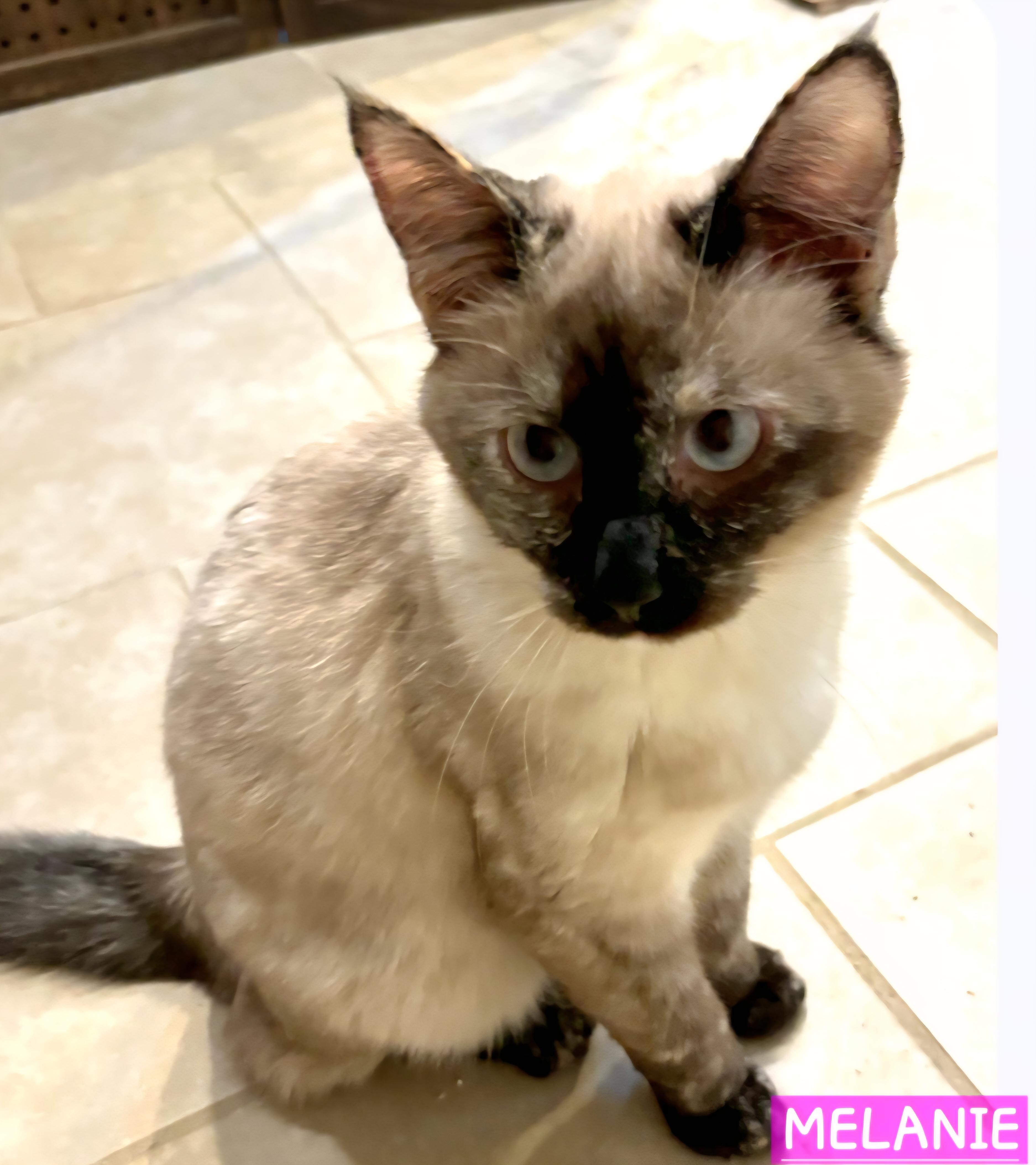 Enlarge Melanie, a Adoptable mixed breed in Buhl, ID image 6/6