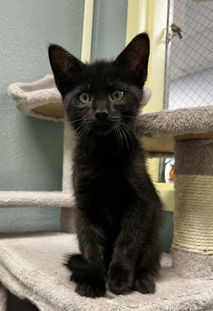 Chickadee, Adoptable, Kitten Male Domestic Medium Hair.