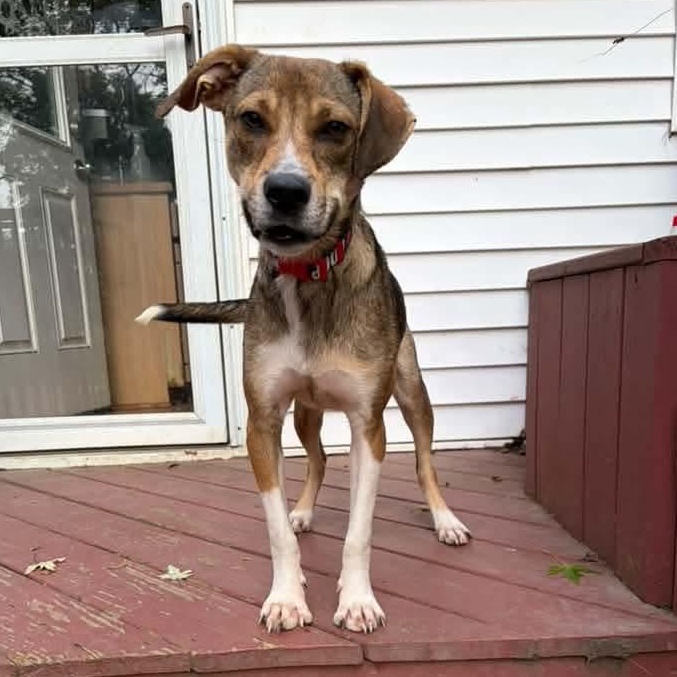 Roscoe, Adoptable, Puppy Male Mixed Breed.