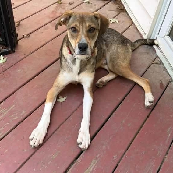 Enlarge Roscoe, a Adoptable Mixed Breed in East Peoria, IL image 3/5