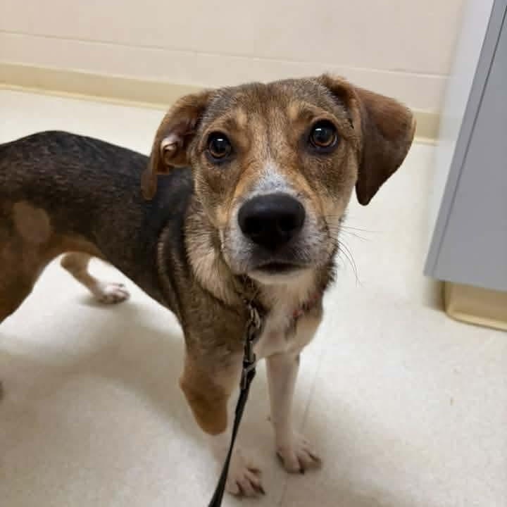Enlarge Roscoe, a Adoptable Mixed Breed in East Peoria, IL image 5/5
