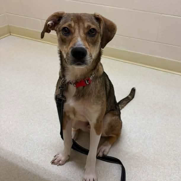 Enlarge Roscoe, a Adoptable Mixed Breed in East Peoria, IL image 4/5