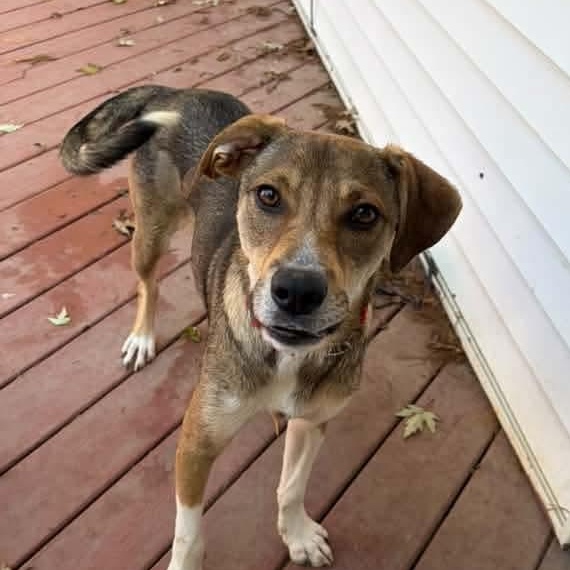 Enlarge Roscoe, a Adoptable Mixed Breed in East Peoria, IL image 2/5